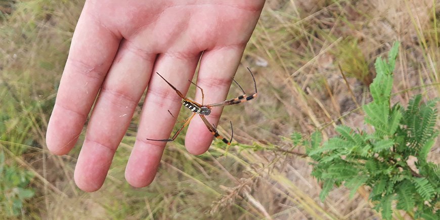 Stehende Person mit Spinne in der Hand