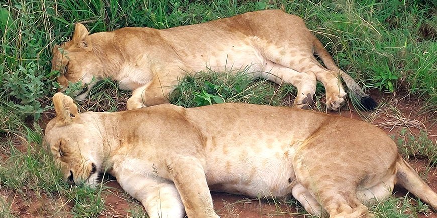 Zwei Löwinnen schlafen im Gras