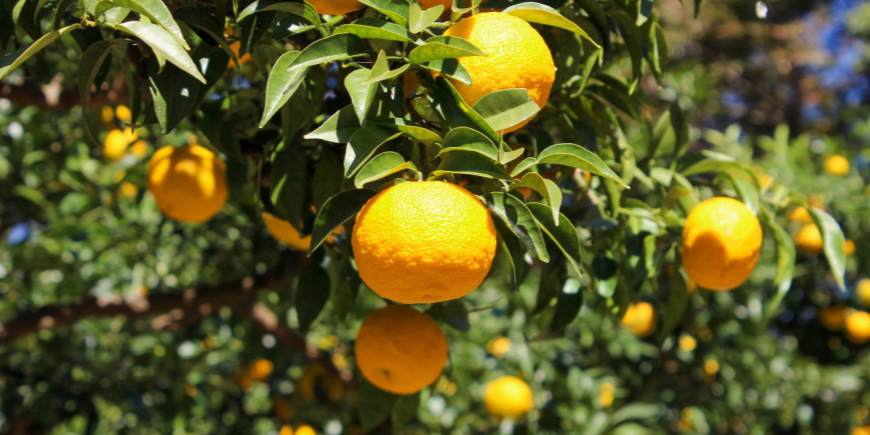 Yuzu-Baum mit reifen Früchten