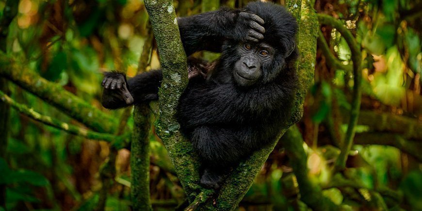Baby-Gorilla im Bwindi Impenetrable National Park in Uganda