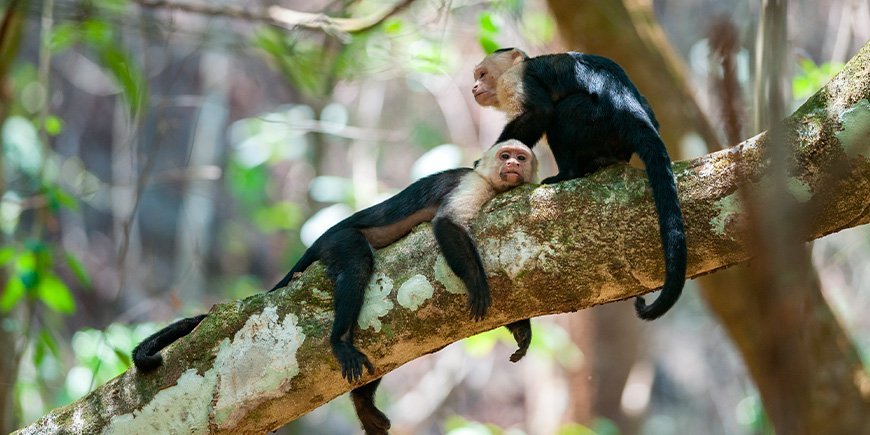 Kapuzineräffchen im Corcovado in Costa Rica