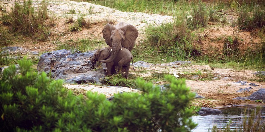 Zwei Elefanten stehen in der Trockenzeit an einem Wasserloch im Krüger-Nationalpark