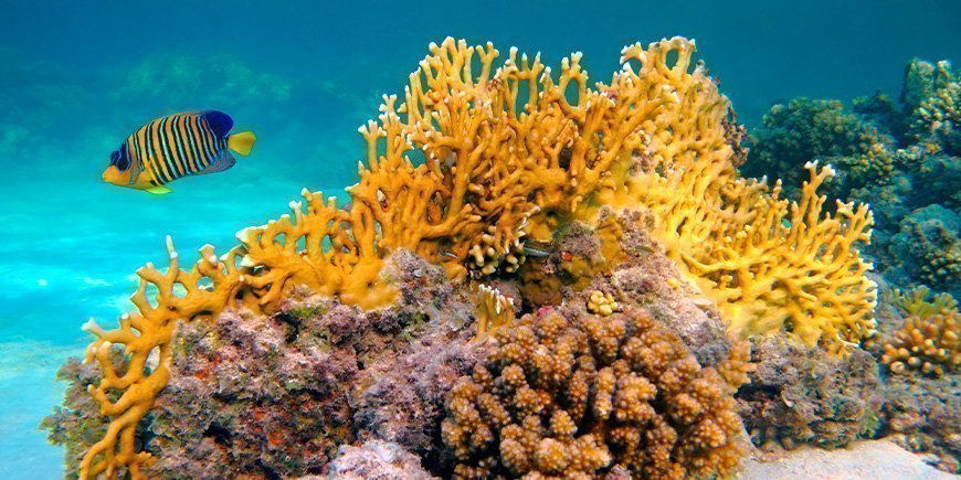Gelbe Fische und Unterwasserkorallenriffe in Sansibar