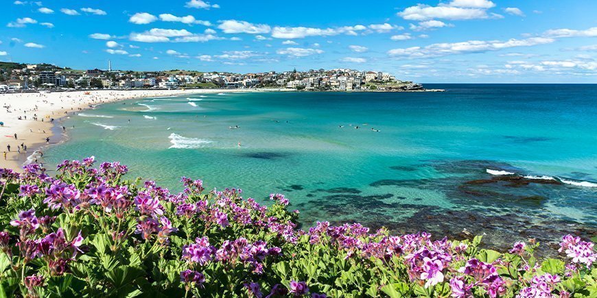 Blumen blühen am Bondi Beach in Sydney, Australien