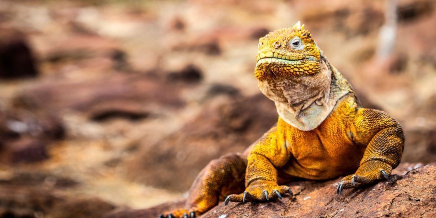 Landleguan auf den Galapao-Inseln