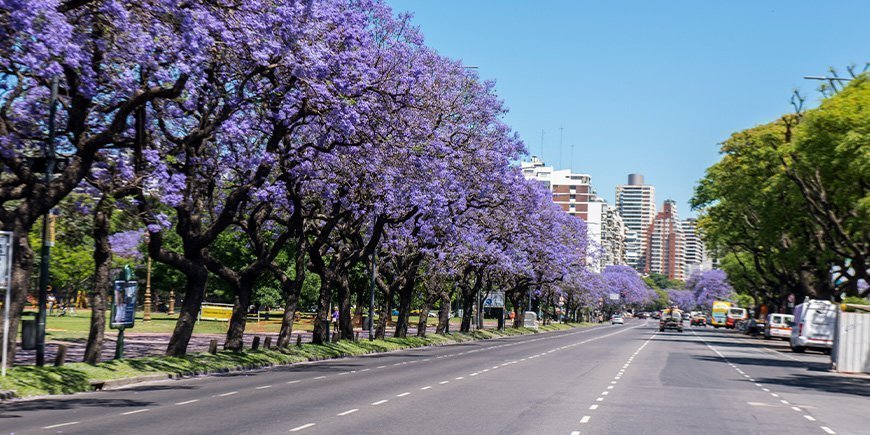 Blühende Jacaranda-Bäume in Buenos Aires, Argentinien