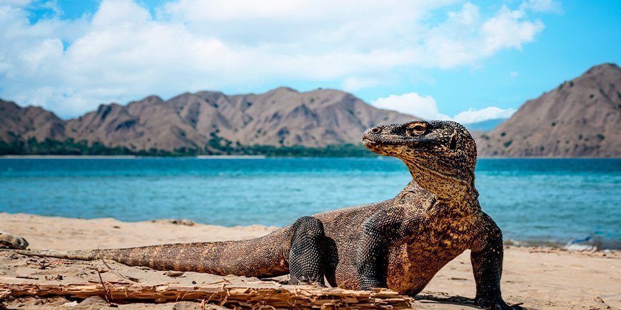 Komodowaran auf den Komodo-Inseln in Indonesien