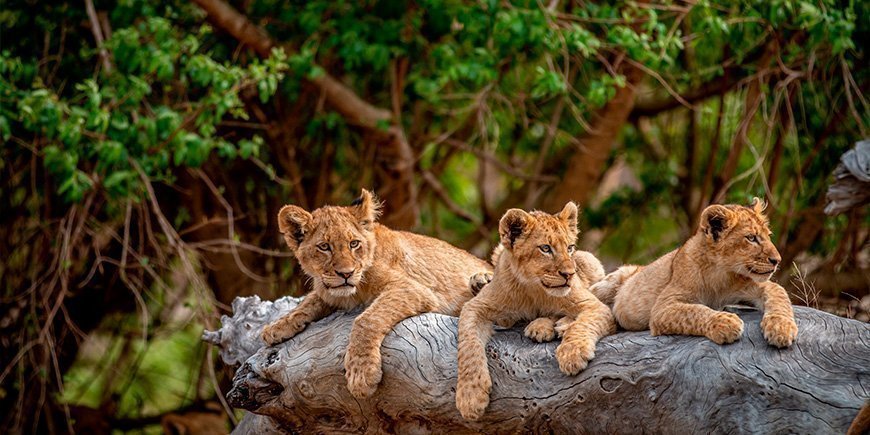 Löwenbabys im Krüger-Nationalpark