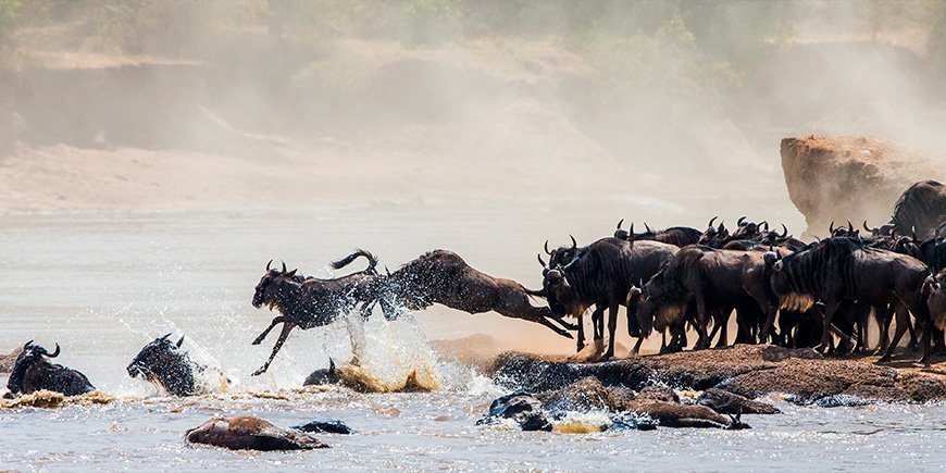 Gnus, die am Mara-Fluss in der Masai Mara um ihr Leben springen
