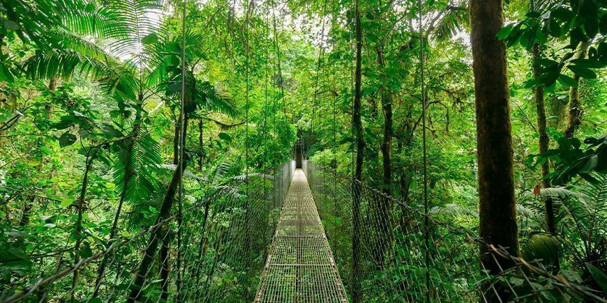 Hängebrücke in den Baumwipfeln von Monteverde in Costa Rica