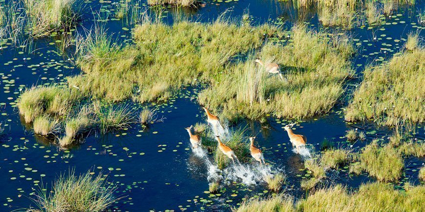 Antilopen im Okavango-Delta