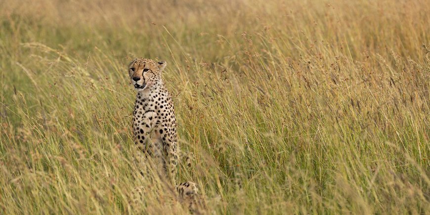 Gepard in der Savanne im Serengeti-Nationalpark, Tansania