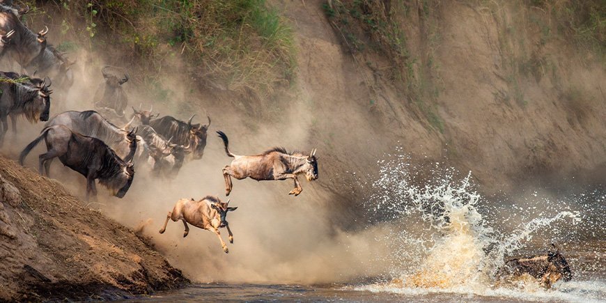 Gnus, die über den Mara-Fluss in Kenia springen