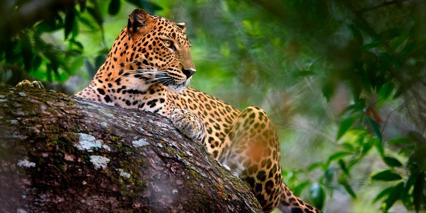 Leopard, der sich in der Wildnis des Yala-Nationalparks in Sri Lanka versteckt