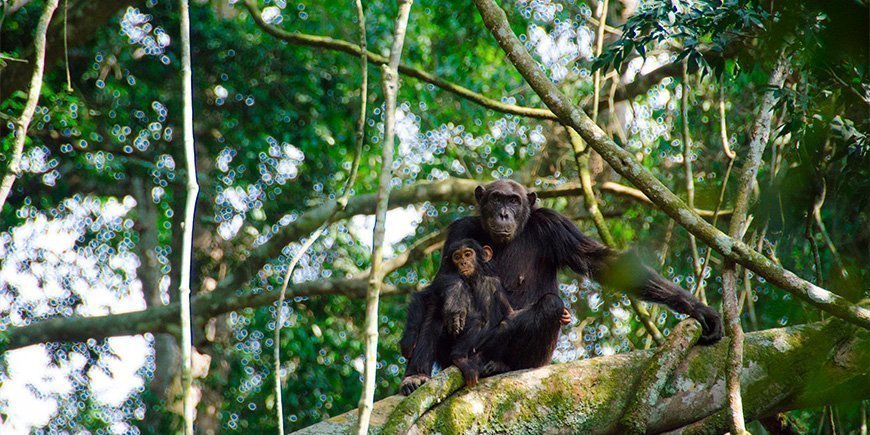 Schimpansen in der Kyambura-Schlucht in Uganda