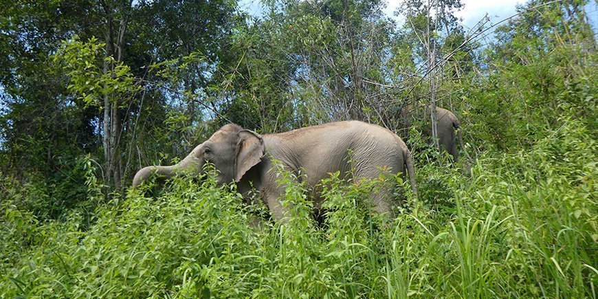 Elefant in ChangChill in Chiang Mai