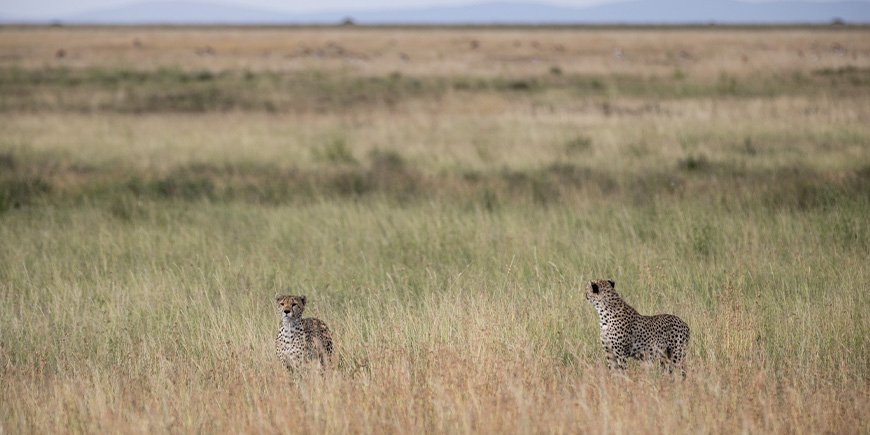 Geparden in der Savanne der Serengeti
