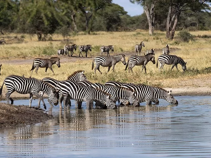 Safari im Tarangire & Ngorongoro und Badeurlaub auf Sansibar