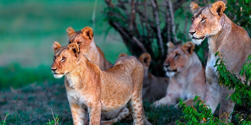 Löwen in grüner Umgebung in der Masai Mara, Kenia.