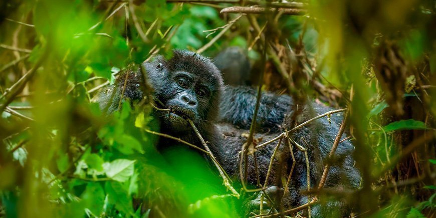 Porträt eines Berggorillas in Bwindi, Uganda