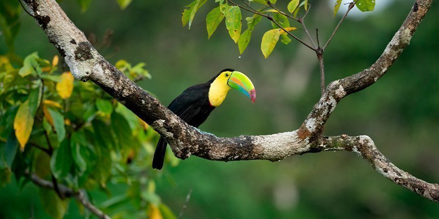 Tukan in den Baumkronen von Costa Rica.