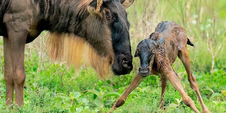 Gnu und neugeborenes Kalb in der Serengeti, Tansania