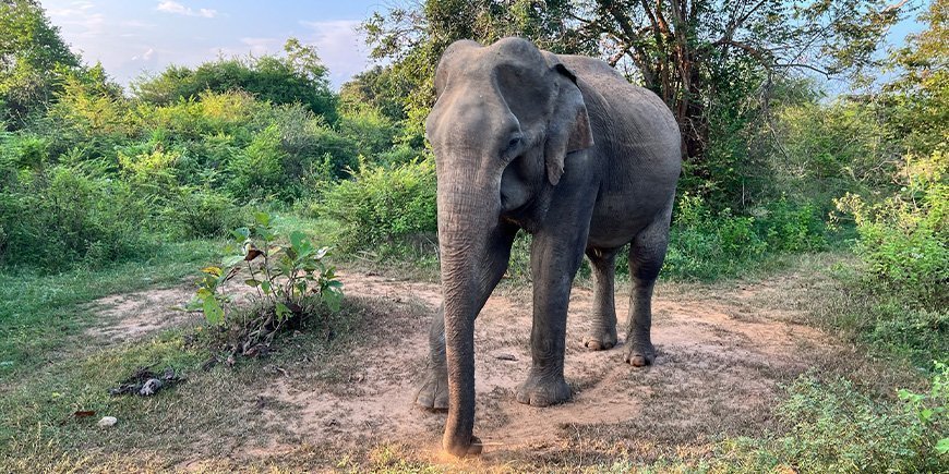 Elefant im Udawalawe-Nationalpark in Sri Lanka