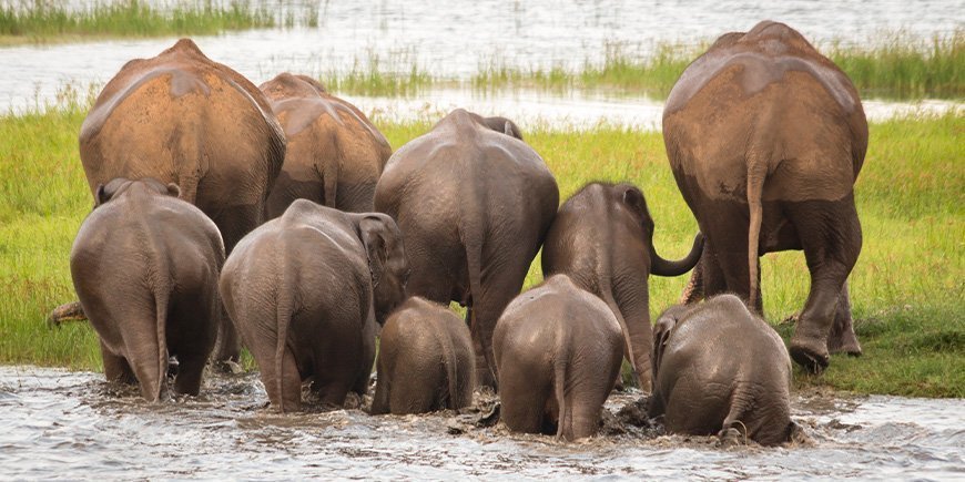 Elefantengruppe im Minneriya-Nationalpark in Sri Lanka
