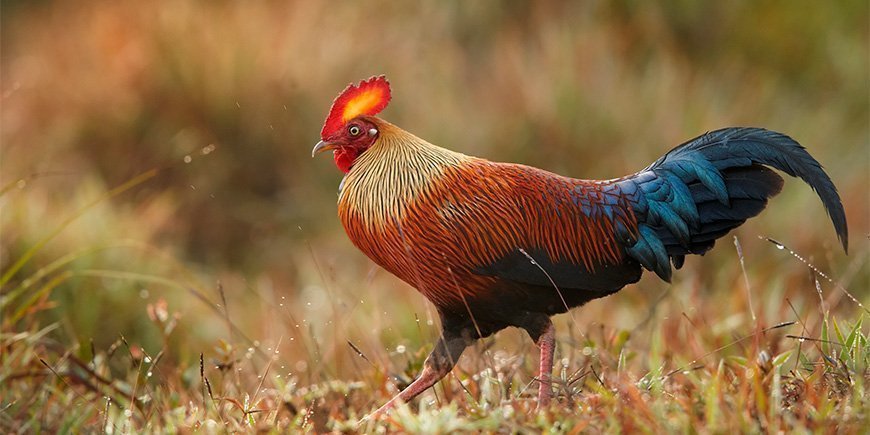 Sri Lankanisches Dschungelhuhn