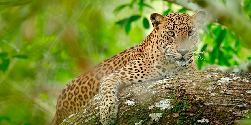 Ein Leopard lugt im Yala-Nationalpark in Sri Lanka durch die Büsche