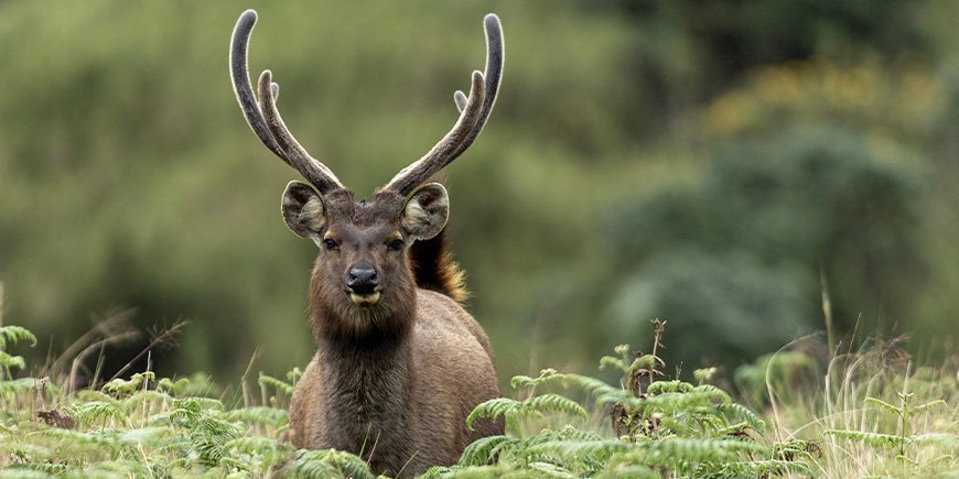 Sambar-Hirsch in den Horton Plains in Sri Lanka