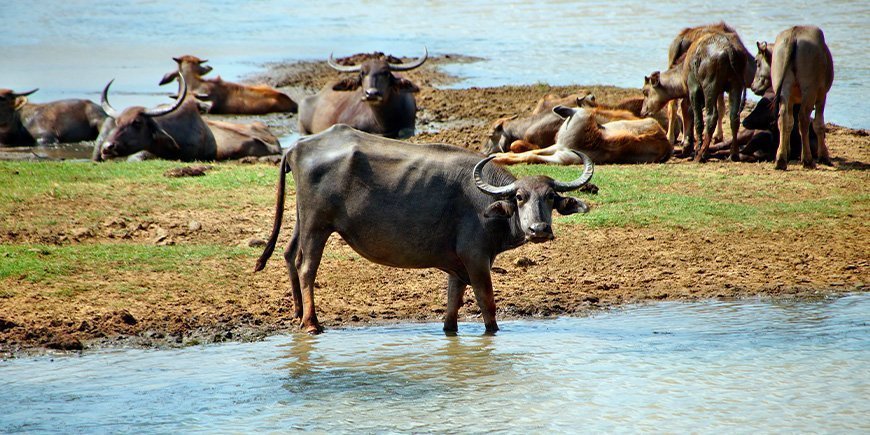 Eine Gruppe von Wasserbüffeln in Sri Lanka