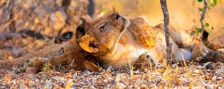 Südtansania: Fly-in-Safari in Nyerere und Ruaha