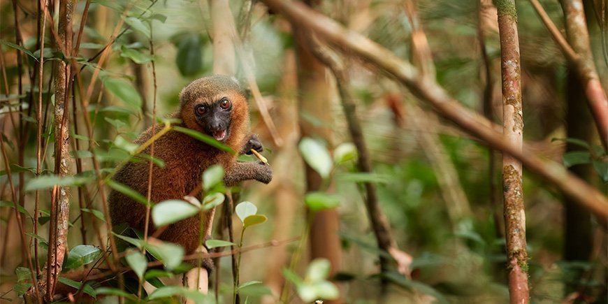 Niedliche Bambuswand in Ranomafana, Madagaskar mit