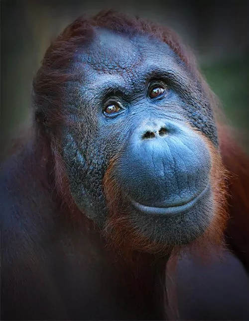 Borneos Höhepunkte