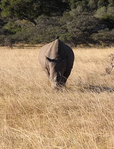 Kariega Game Reserve, Südafrika