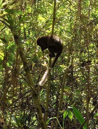 V.O.I.M.M.A-Reservat, Madagaskar