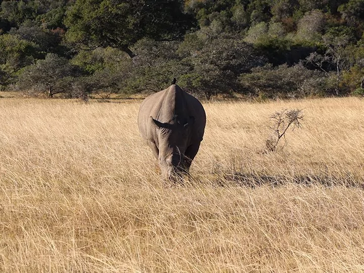 Kariega Game Reserve, Südafrika