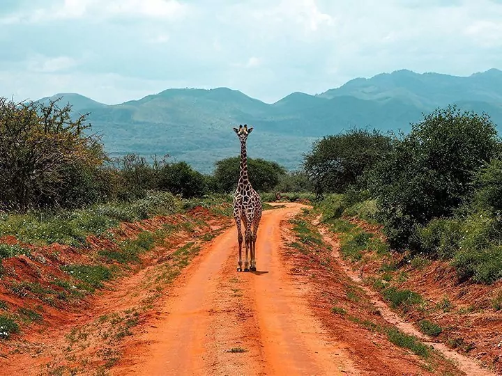 Safari in Kenia & Badeurlaub auf Mauritius