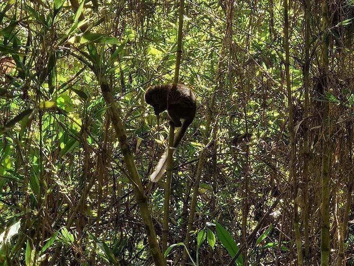 V.O.I.M.M.A-Reservat, Madagaskar