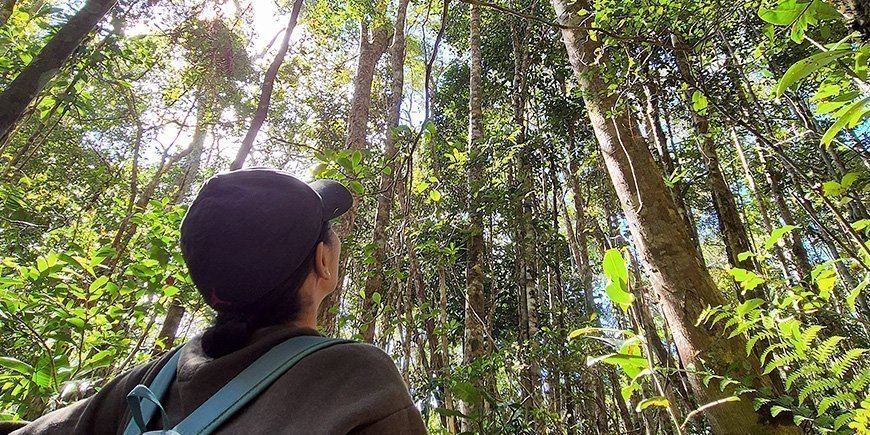 Frau sucht nach Lemuren in den Bäumen in Madagaskar