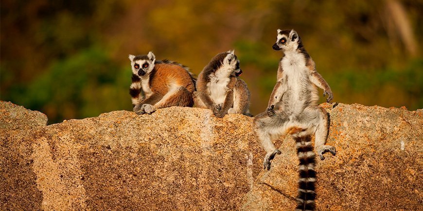 Ringelschwanz-Lemuren in Madagaskar