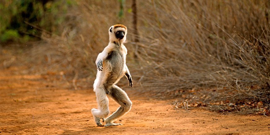 Ein Sifika-Lemur tanzt entlang einer Straße
