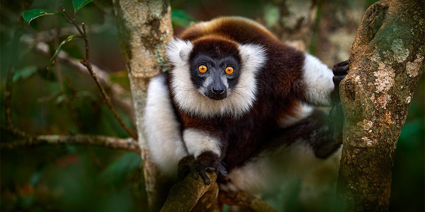 Nahaufnahme von Lemuren im Andasibe-Mantadia-Nationalpark in Madagaskar