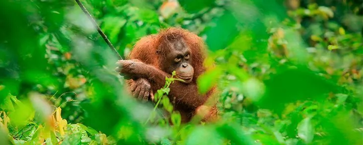Borneo-Reisen