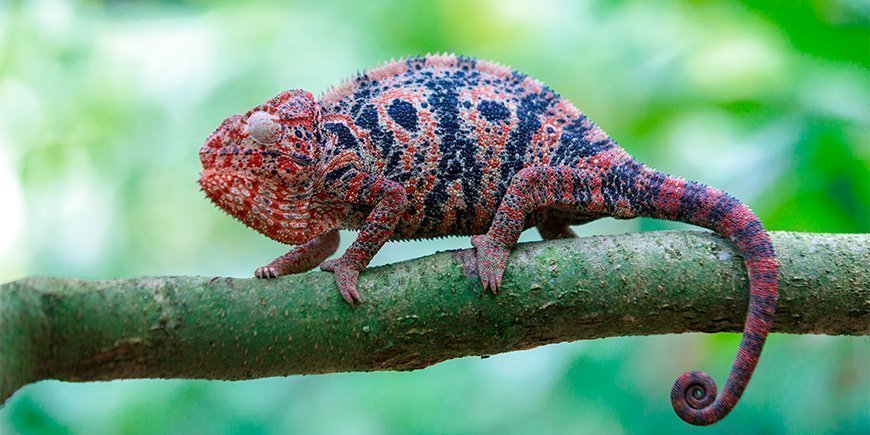 Schönes rotes Chamäleon auf einem Ast in Madagaskar