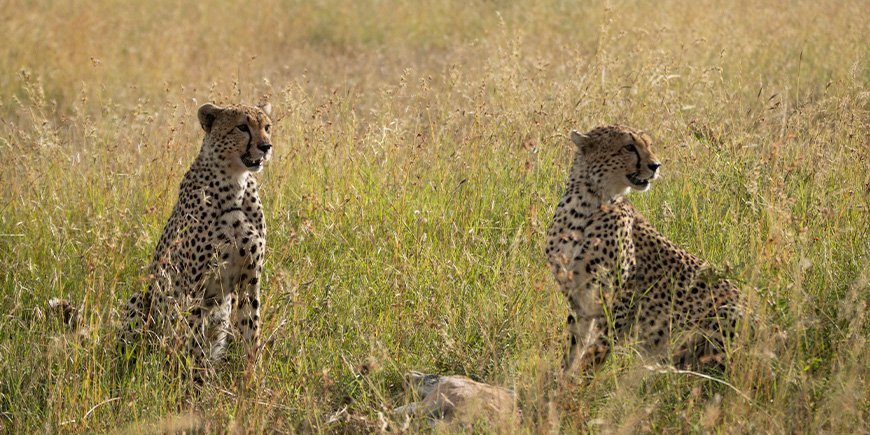 Geparden in der Serengeti-Savanne