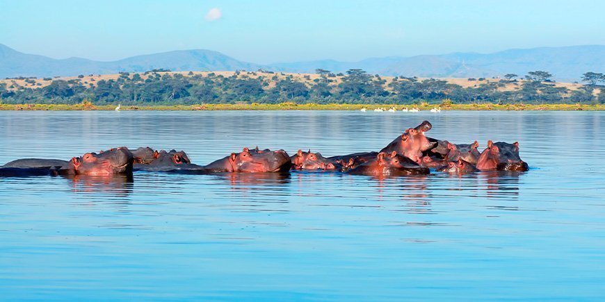 Nilpferde im Naivasha-See in Kenia