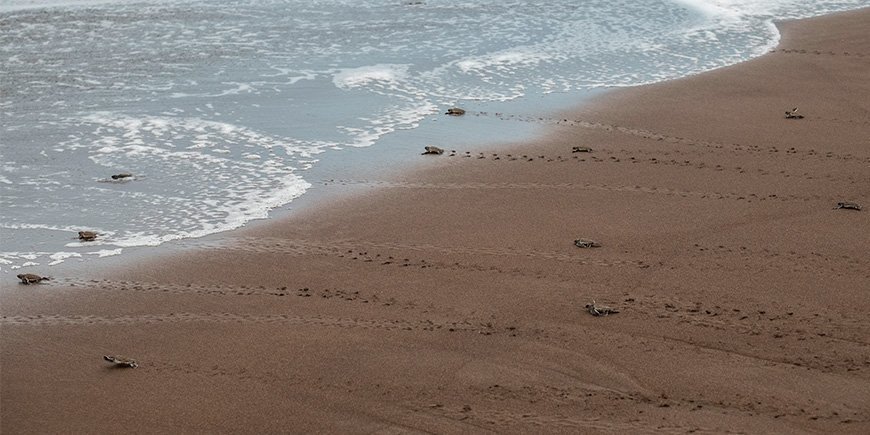 Kleine Meeresschildkröten, die sich im Meer in Sicherheit bringen