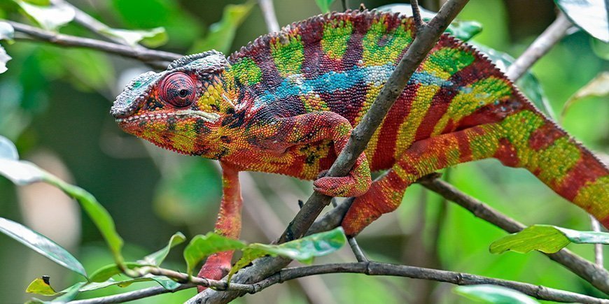 Farbenfrohes Pantherchamäleon in Madagaskar